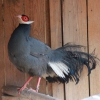 Синий ушастый фазан (Crossoptilon auritum)