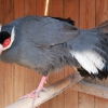 Синий ушастый фазан (Crossoptilon auritum)