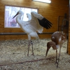 Белый журавль (Grus leucogeranus)