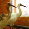 Белый журавль (Grus leucogeranus)