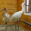 Белый журавль (Grus leucogeranus)