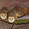 Обыкновенная сипуха (Tyto alba)