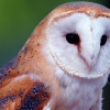Обыкновенная сипуха (Tyto alba)