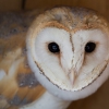 Обыкновенная сипуха (Tyto alba)