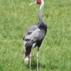 Даурский журавль (Grus vipio)