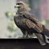 Чёрный коршун (Milvus migrans)