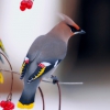 Свиристель (Bombycilla garrulus)