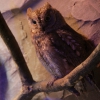 Сплюшка (Otus scops)