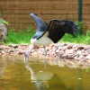 Африканский марабу (Leptoptilos crumeniferus)