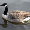 Канадская казарка (Branta canadensis)