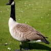 Канадская казарка (Branta canadensis)