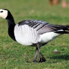 Казарка белощёкая (Branta leucopsis)