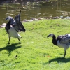 Казарка белощёкая (Branta leucopsis)