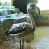 Розовый фламинго (Phoenicopterus roseus)