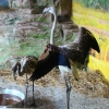 Розовый фламинго (Phoenicopterus roseus)