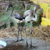 Розовый фламинго (Phoenicopterus roseus)