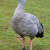 Куриный гусь (Cereopsis novaehollandiae)