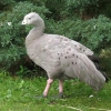 Куриный гусь (Cereopsis novaehollandiae)