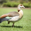 Египетский гусь (Alopochen aegyptiacus)