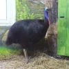 Шлемоносный казуар (Casuarius casuarius)