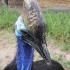 Шлемоносный казуар (Casuarius casuarius)