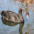 Черный лебедь (Cygnus atratus)