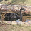 Черный лебедь (Cygnus atratus)