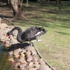 Черный лебедь (Cygnus atratus)