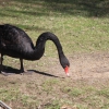 Черный лебедь (Cygnus atratus)