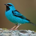 Масковый дакнис (Dacnis lineata)