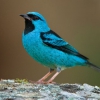 Масковый дакнис (Dacnis lineata)
