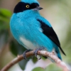 Масковый дакнис (Dacnis lineata)