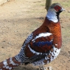Пёстрый фазан Эллиота (Syrmaticus ellioti)