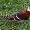 Пёстрый фазан Эллиота (Syrmaticus ellioti)