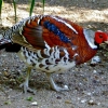 Пёстрый фазан Эллиота (Syrmaticus ellioti)
