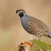 Калифорнийский хохлатый перепел (Callipepla californica)