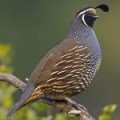 Калифорнийский хохлатый перепел (Callipepla californica)