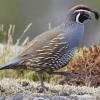 Калифорнийский хохлатый перепел (Callipepla californica)
