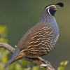 Калифорнийский хохлатый перепел (Callipepla californica)