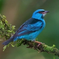 Синий дакнис ( Dacnis cayana)