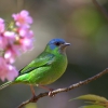 Синий дакнис ( Dacnis cayana)