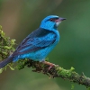 Синий дакнис ( Dacnis cayana)