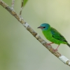 Синий дакнис ( Dacnis cayana)