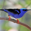 Бирюзовая танагра-медосос (Cyanerpes cyaneus)