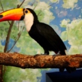 Тукан токо (Ramphastos toco)
