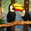 Тукан токо (Ramphastos toco)