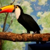 Тукан токо (Ramphastos toco)