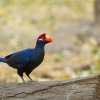 Турако фиолетовый (Tauraco violaceus)