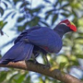 Турако фиолетовый (Tauraco violaceus)