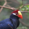 Турако фиолетовый (Tauraco violaceus)